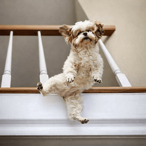 barriere-pour-enfant-petit-chien-saute-entre-barreaux-escalier-bois-gardien-calme