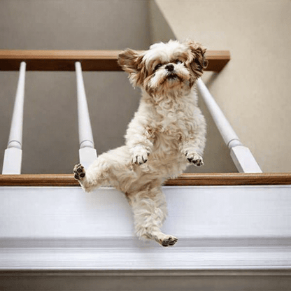 barriere-pour-enfant-petit-chien-saute-entre-barreaux-escalier-bois-gardien-calme