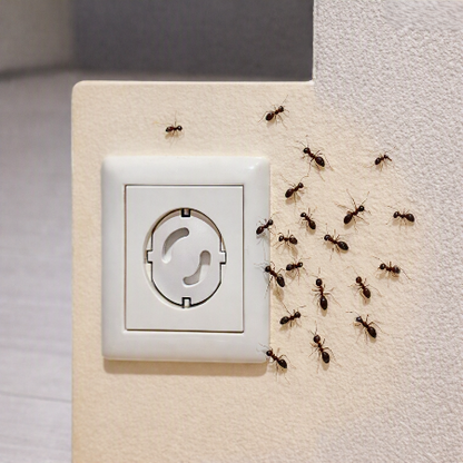 cache-prise-fourmis-envahissent-prise-murale-sans-protection-danger-stop-prises-bebe